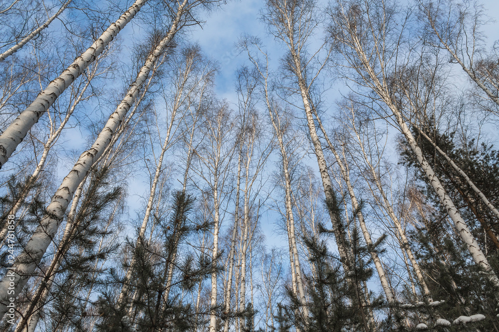 A forest consisting of birch and spruce A forest consisting of birch and spruce