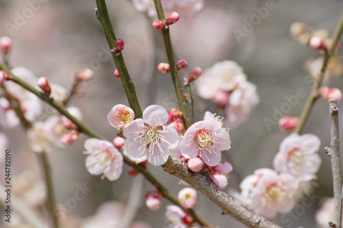 ume blossoms, Japanese apricot