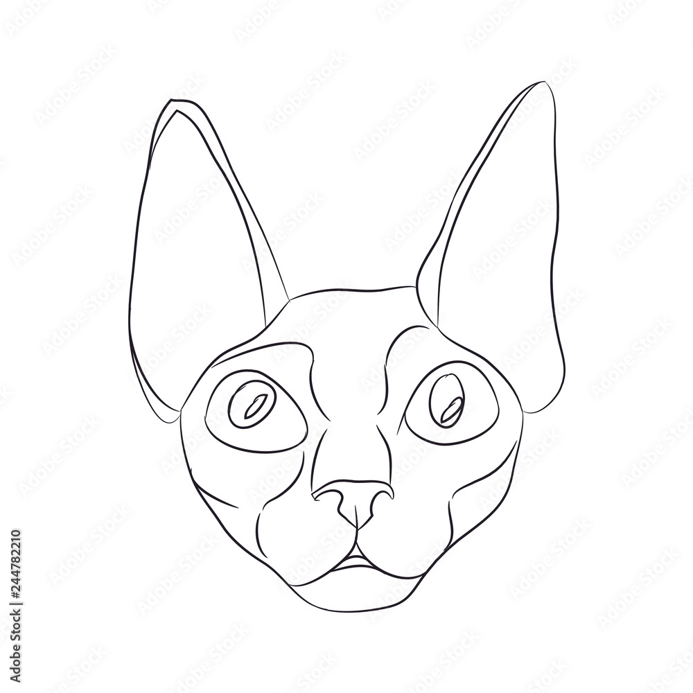 cat portrait, lines, vector,
