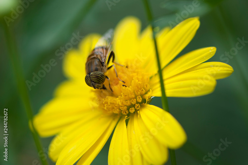 bee on flower