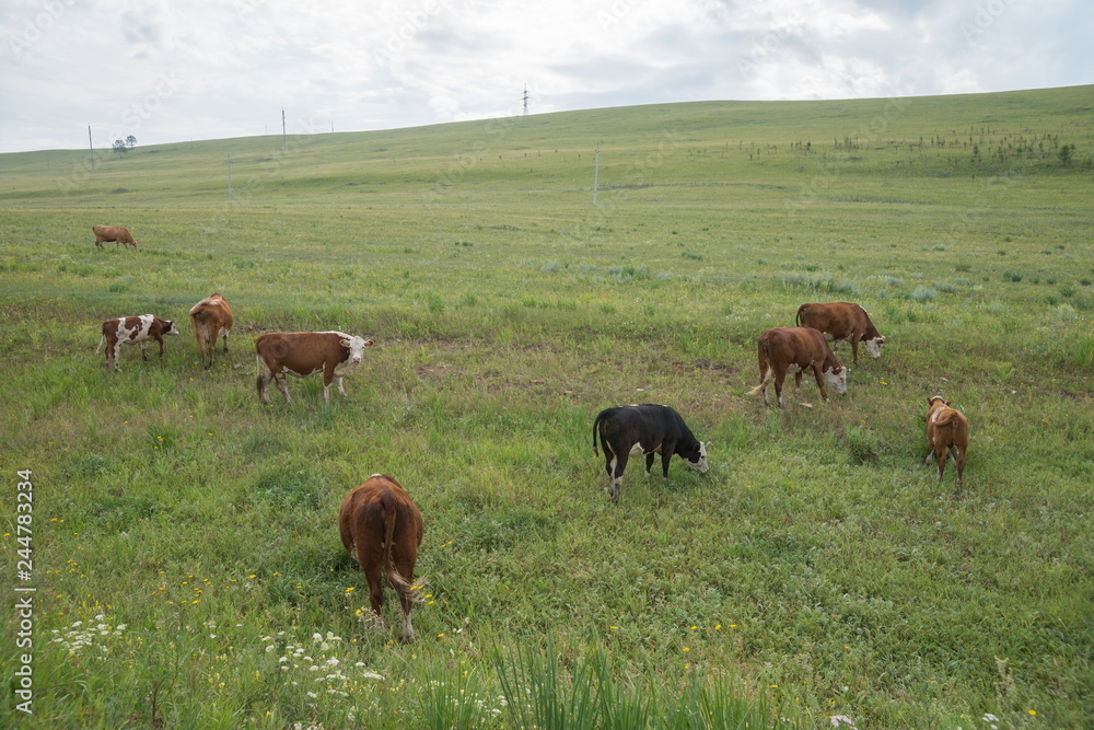 A herd of multicolored cows grazing on a green meadow with lush grass.