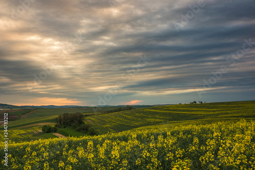 Moravian fields at spring near Sardice  Moravia  Czech Republic