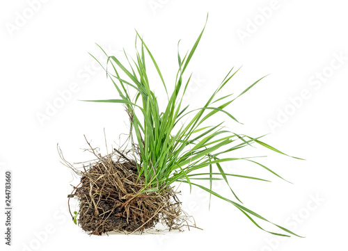 Grass with dirt isolated on white background