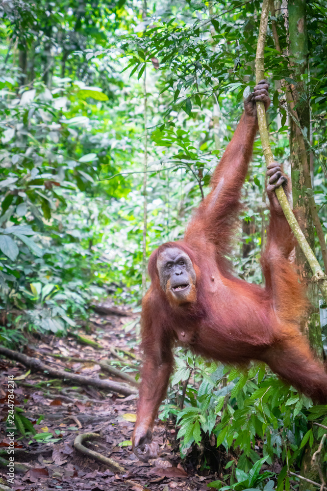 Naklejka premium Orangutan in jungle portrait. Semi-wild female orangutan in jungle rain forest of Bukit Lawang, North Sumatra, Indonesia.
