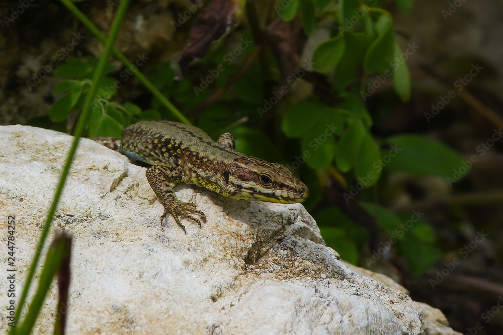 Lucertola muraiola (Podarcis muralis) ,ritratto su roccia Lucertola muraiola (Podarcis muralis) ,ritratto su roccia