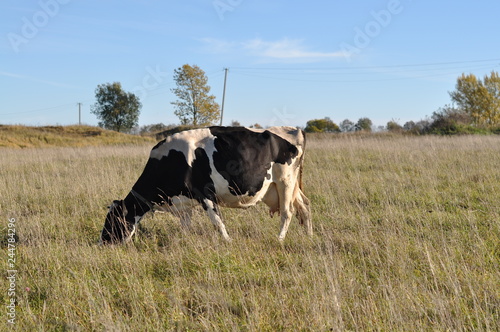 cow in the field, summer © Volnnata