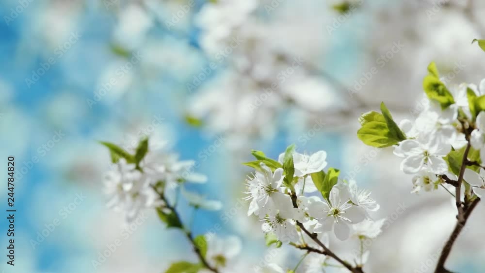 Beautiful floral spring nature background. Closeup view of first blossom of fruit tree isolated on blue blurry sky. Focus in foreground. Real time full hd video footage. Beautiful floral spring nature background. Closeup view of first blossom of fruit tree isolated on blue blurry sky. Focus in foreground. Real time full hd video footage.