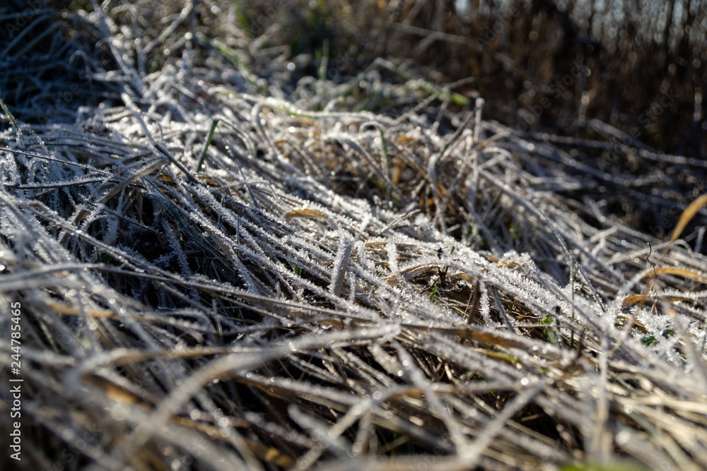 Macro of ice and snow coating during winter. Slovakia Macro of ice and snow coating during winter. Slovakia