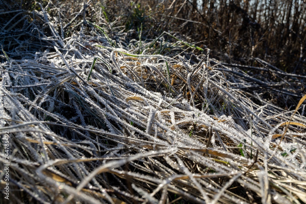 Macro of ice and snow coating during winter. Slovakia Macro of ice and snow coating during winter. Slovakia