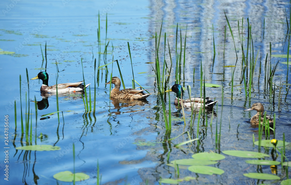 Fototapeta premium Duck floating in the lake