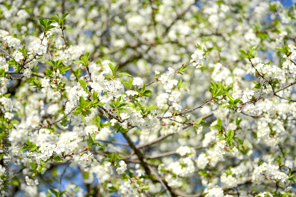 Large branches of cherry blossoms blooming with white flowers against the blue sky. Background