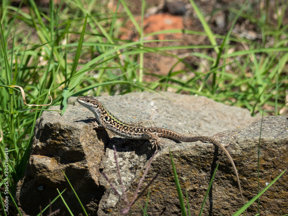 Naklejka premium Eidechse sonnt sich auf Stein