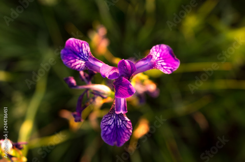 Fototapeta Naklejka Na Ścianę i Meble -  Flower iris top view. Triangular flower. Flower in the center of the frame.