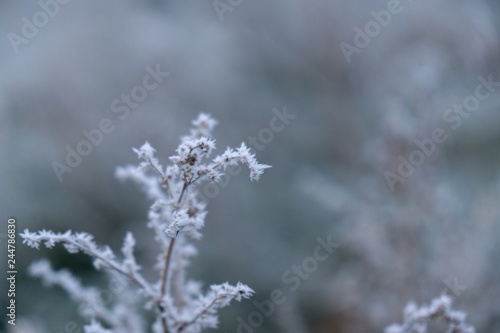 Macro of ice and snow coating during winter. Slovakia © Valeria