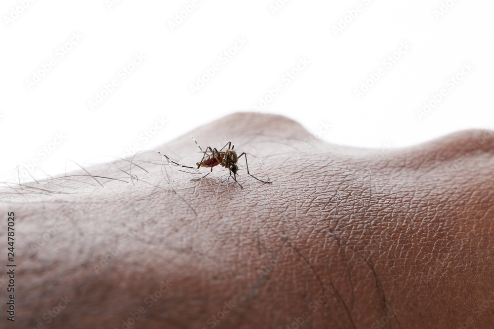 Aedes aegypti Mosquito. Close up a Mosquito sucking human blood Aedes aegypti Mosquito. Close up a Mosquito sucking human blood