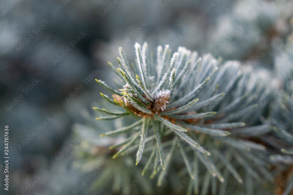 Snow and ice on a pine tree branch. Slovakia Snow and ice on a pine tree branch. Slovakia