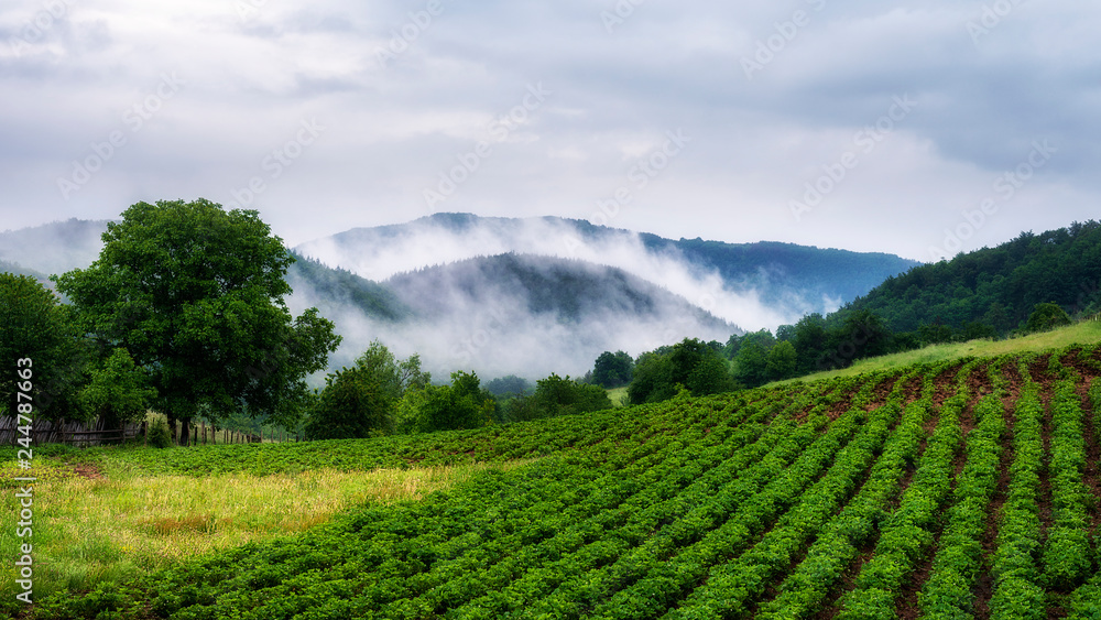 Naklejka premium foggy morning in mountain
