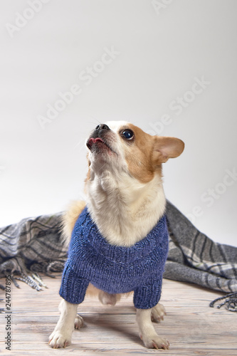 Red chihuahua dog on a wooden background in colored clothes