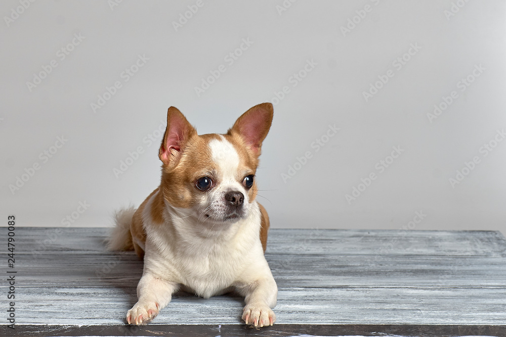 Red chihuahua dog on a wooden background in colored clothes with a toy red heart