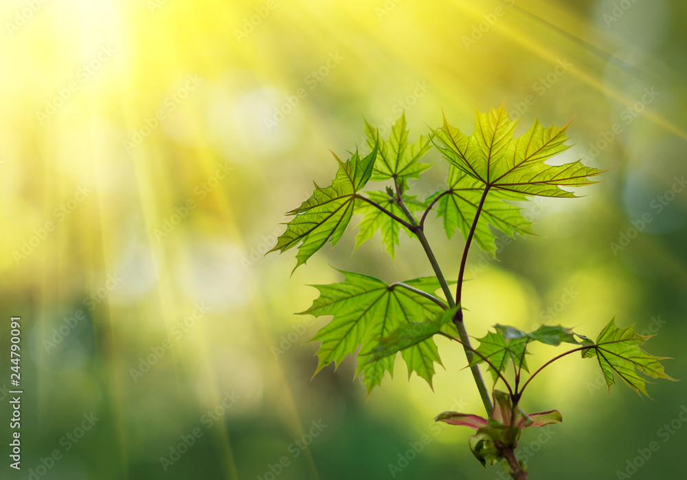 Obraz premium Green leaves in the forest in the light of the sun. Green maple leaves with sun ray. Young green leaves in sunlight, dreamy romantic image of spring nature, copy space