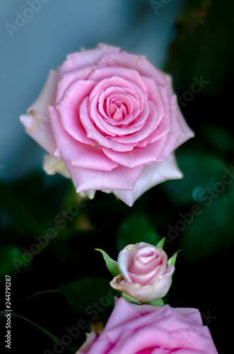 Pink roses in the morning garden.Dark green tone.Do not focus on objects.