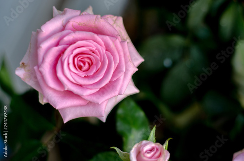 Pink roses in the morning garden.Dark green tone.Do not focus on objects.