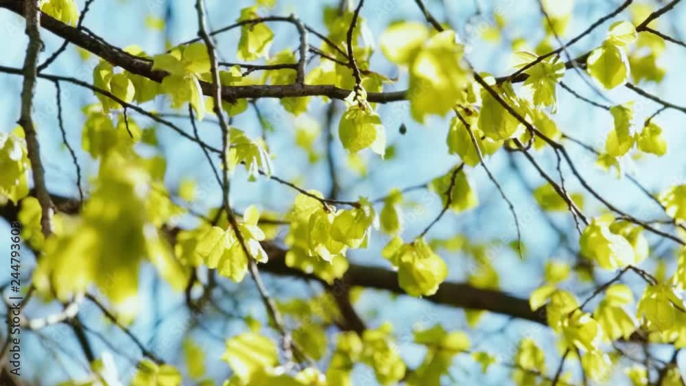 Closeup view of spring green trees growing in park or forest with lush first foliage isolated on blue sunny sky background. Springtime season and plants. Real time full hd video footage. Closeup view of spring green trees growing in park or forest with lush first foliage isolated on blue sunny sky background. Springtime season and plants. Real time full hd video footage.