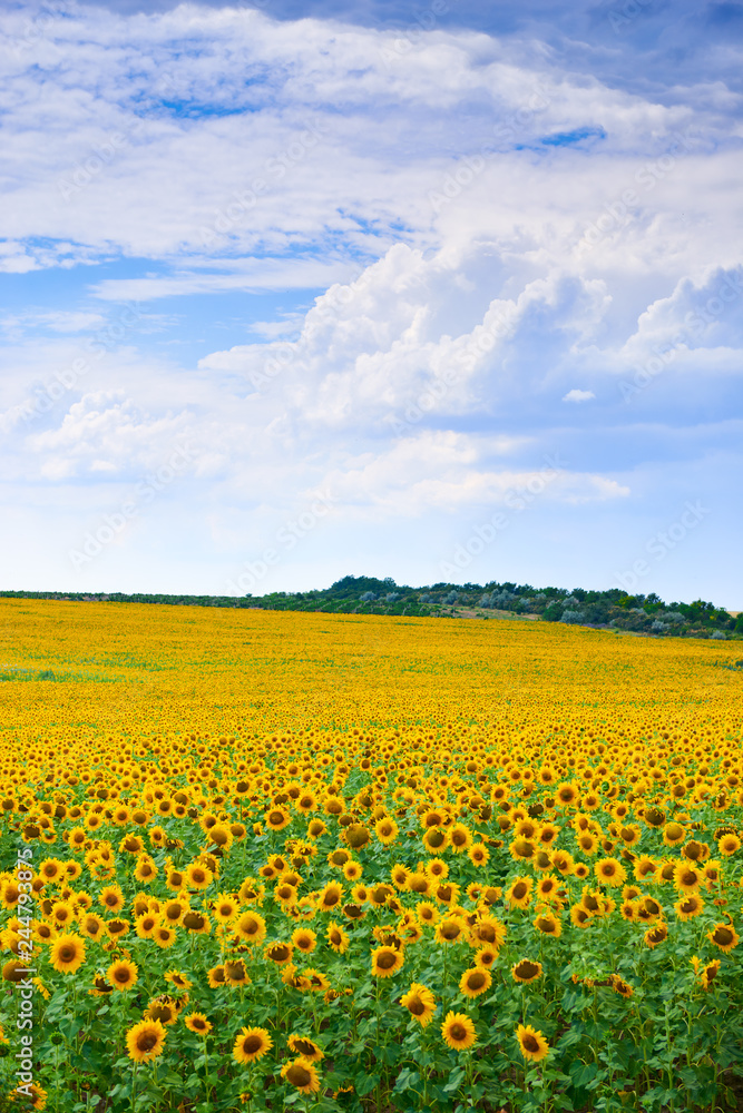 Sunflower field. Beautiful summer landscape.