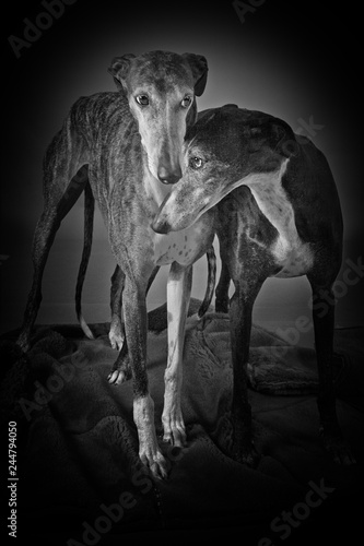 galgos on black background