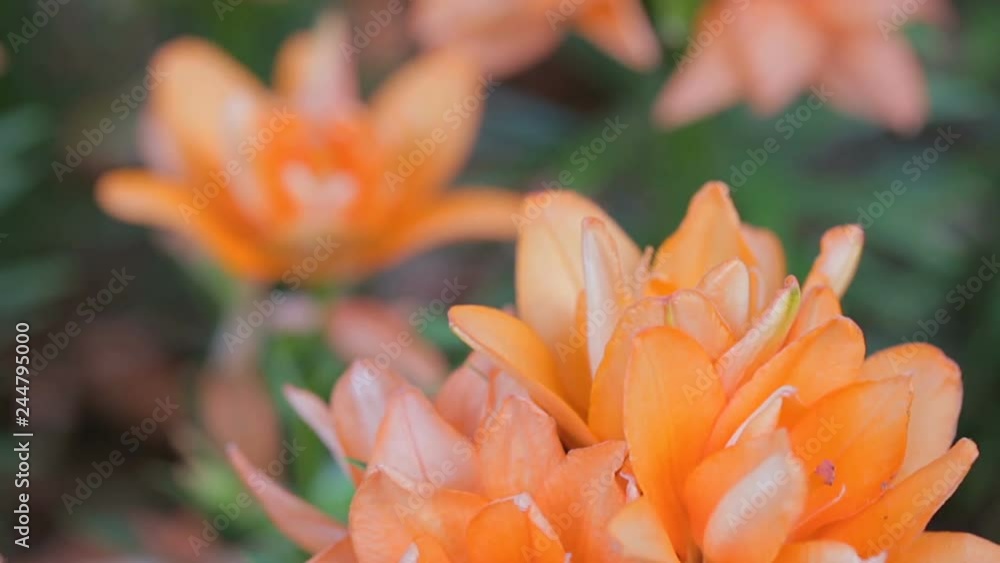 Orange flower and green leaf background in garden at sunny summer or spring day for beauty decoration and agriculture design. Orange flower and green leaf background in garden at sunny summer or spring day for beauty decoration and agriculture design.