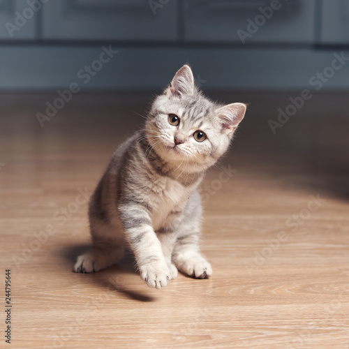 Portrait of playing scottish straight kitten on kithchen floor.
