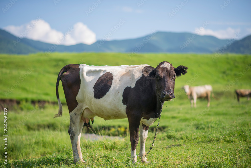 Black and white cows in a green grassy field. Black and white cows in a green grassy field.