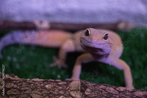 Gecko