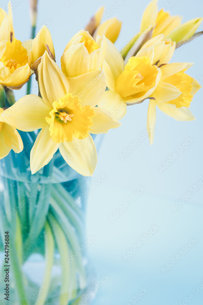 Naklejka premium Jar with narcissuses at the blue background. Spring, mothers day and Easter concept