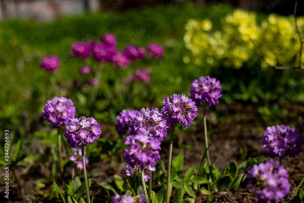 Primrose Primula with violet flowers. Inspirational natural floral spring or summer blooming garden or park under soft sunlight and blurred bokeh background. Colorful blooming ecology nature landscape