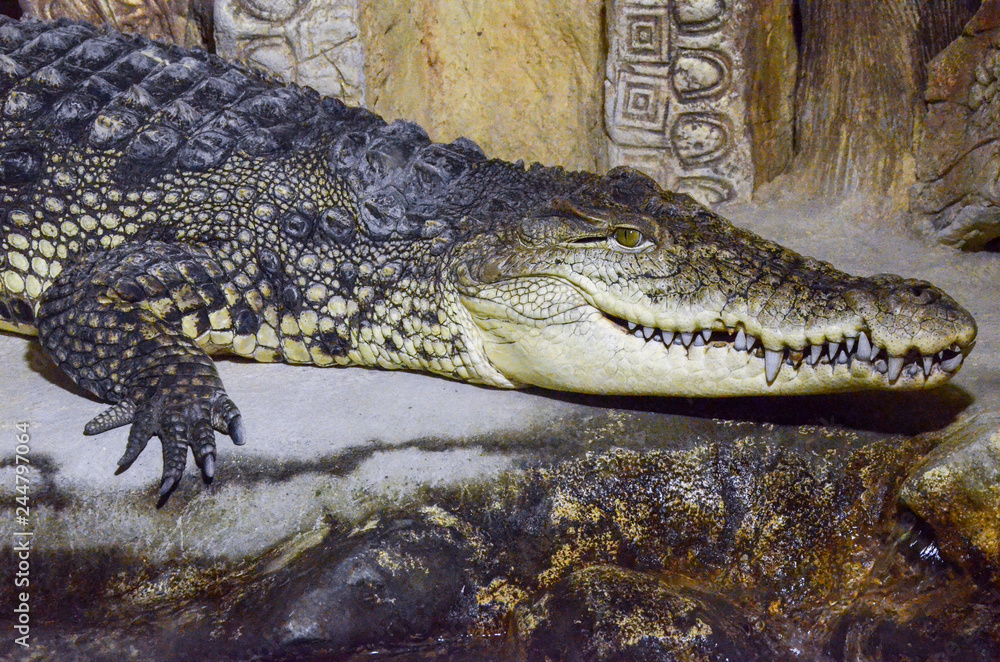 Fototapeta premium crocodile in the zoo, close-up photo