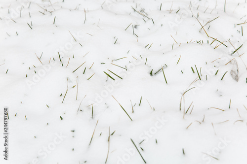 Texture of green grass growing though snow  covering with snow and snowflakes on course in winter. Arrival of spring  awakening of nature concept. Outdoors nature beautiful background.