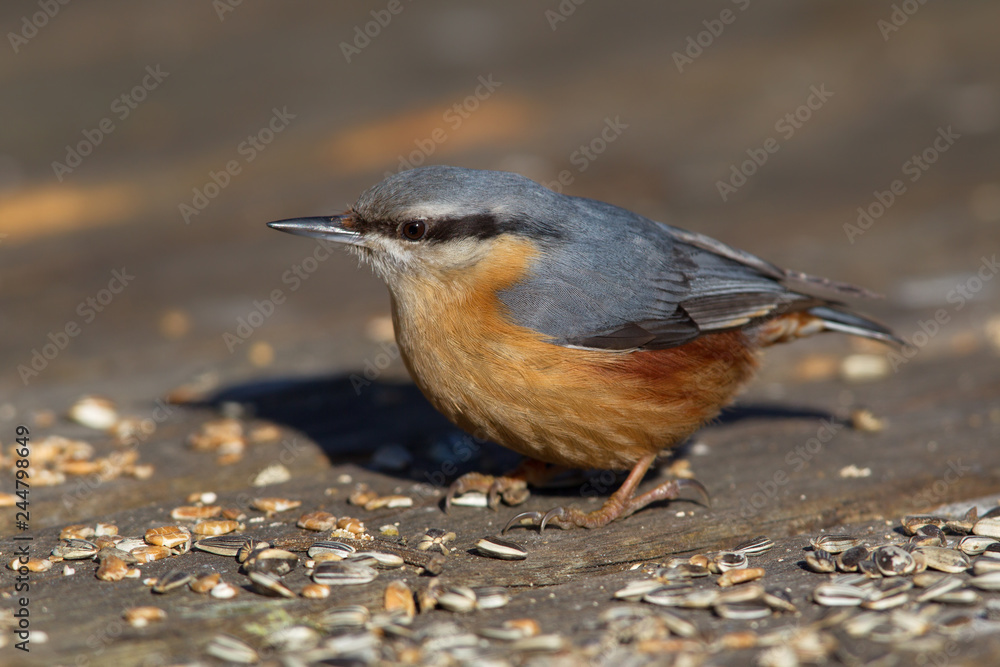 Obraz premium Eurasian Nuthatch (Sitta europaea) in the nature protection area Moenchbruch near Frankfurt, Germany.