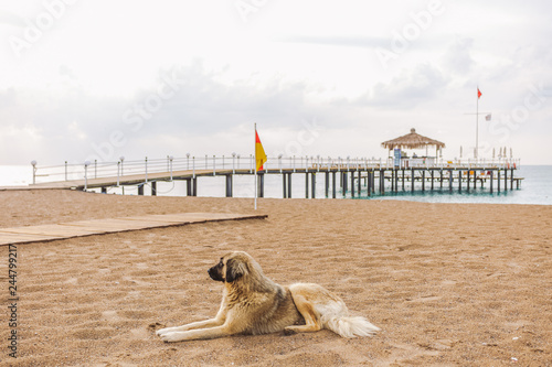 Big homeless dog relaxing at sandy morning beach lying on sand. Horizontal color photography. photo