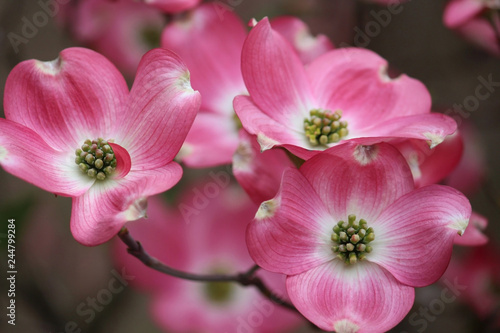 Pink Macro Dogwood Tree Blooming in Spring