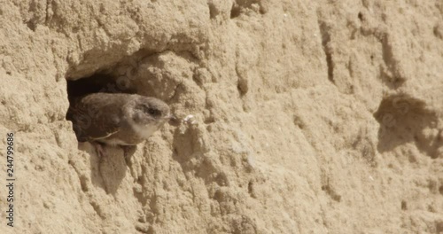 shore swallow nest - german river