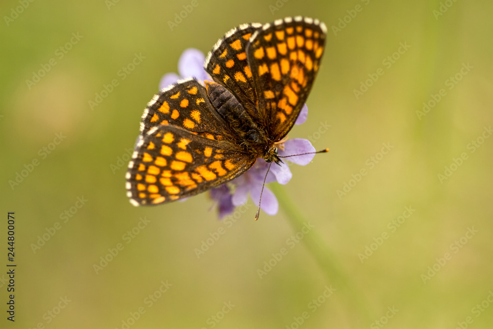 Obraz premium Insekten