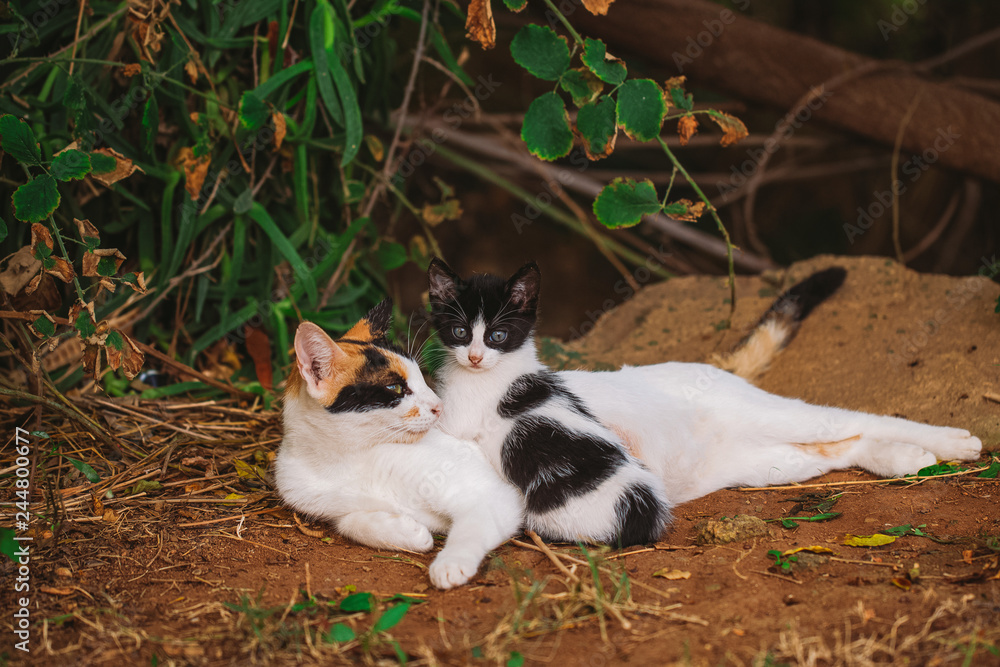 Portrait of happy family of two street cats relaxing outdoor. Horizontal color photography Portrait of happy family of two street cats relaxing outdoor. Horizontal color photography