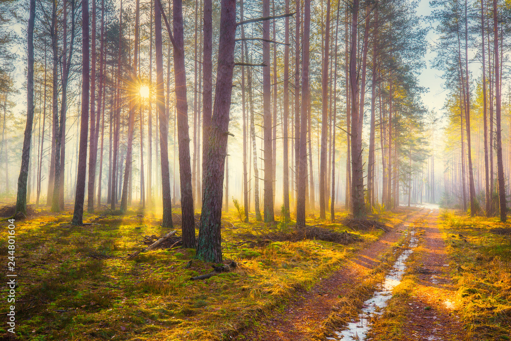 Fototapeta premium Spring landscape