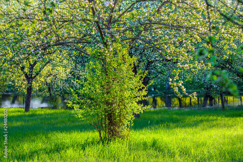 Fototapeta Naklejka Na Ścianę i Meble -  Apple trees in spring morning