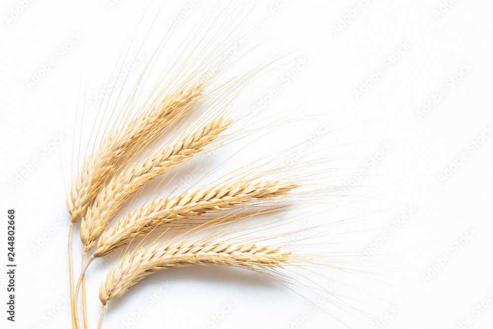 Ripe wheat on white background Ripe wheat on white background