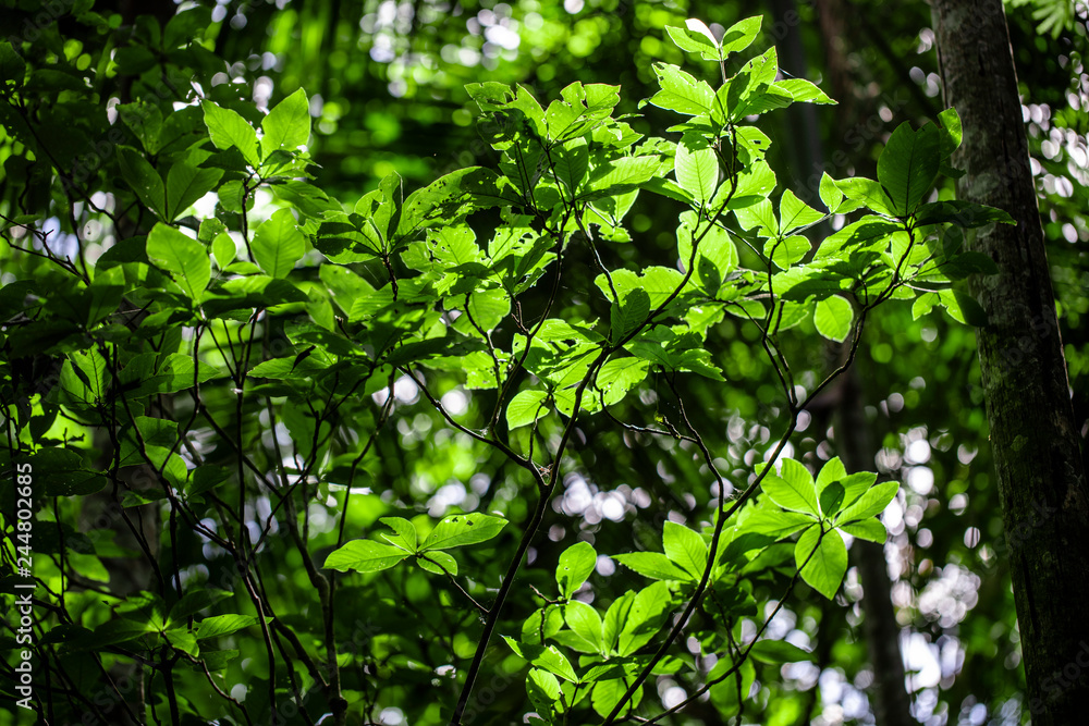Greenery Greenery