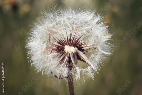 white dandelion on a green background