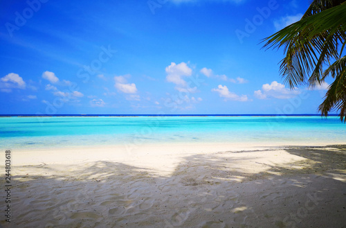 Tropical Maldives beach with coconut palm trees and blue sky.