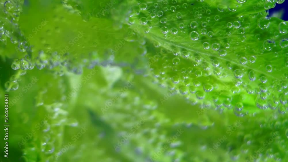 celery in bubbles close - up underwater macro concept of healthy eating, diet celery in bubbles close - up underwater macro concept of healthy eating, diet